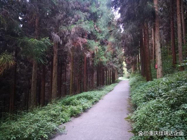 森林康养知识分享-什么是森林康养基地？森林康养基地有哪些要求？