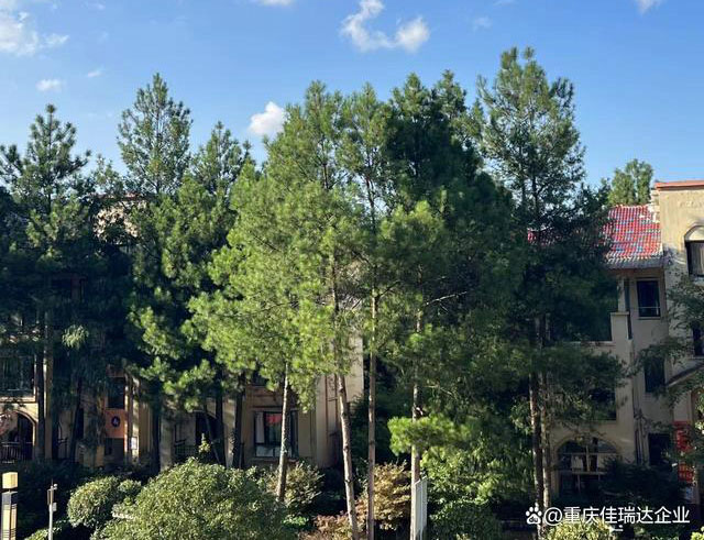 森林康养“6+1”理论完美地诠释了幸运飞行艇168体彩官网现场开奖直播(中国)官方网站:的特点